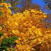 20061015_tsugaiketrip_06
